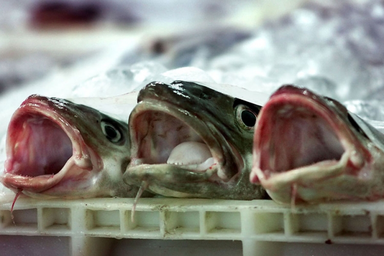 Veća proizvodnja konzumne ribe