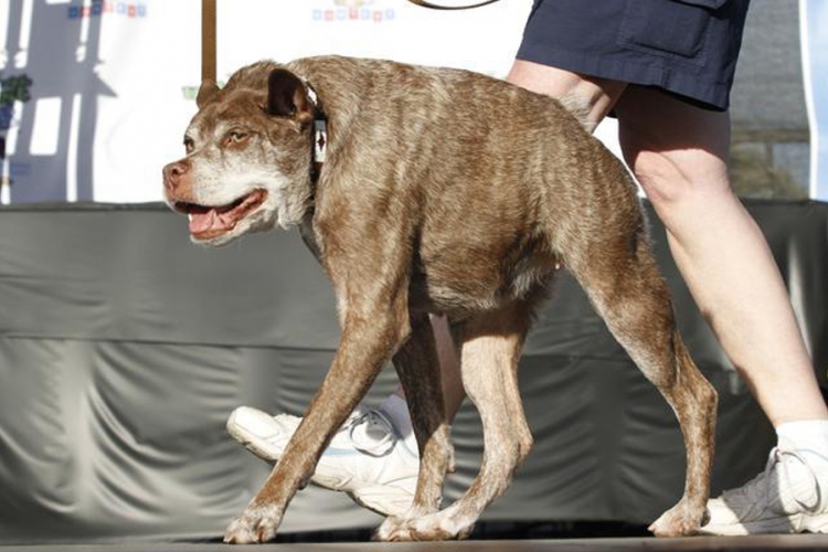 Kvazi Modo proglašen za najružnijeg psa na svijetu