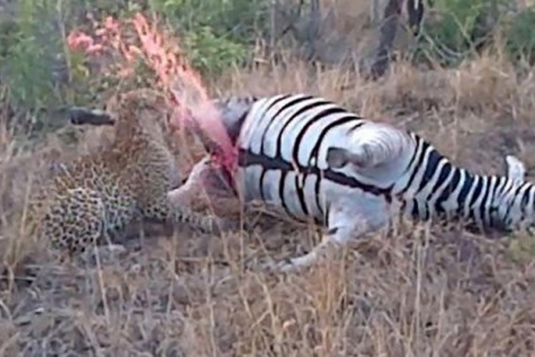 Mrtva zebra uplašila leoparda (VIDEO)