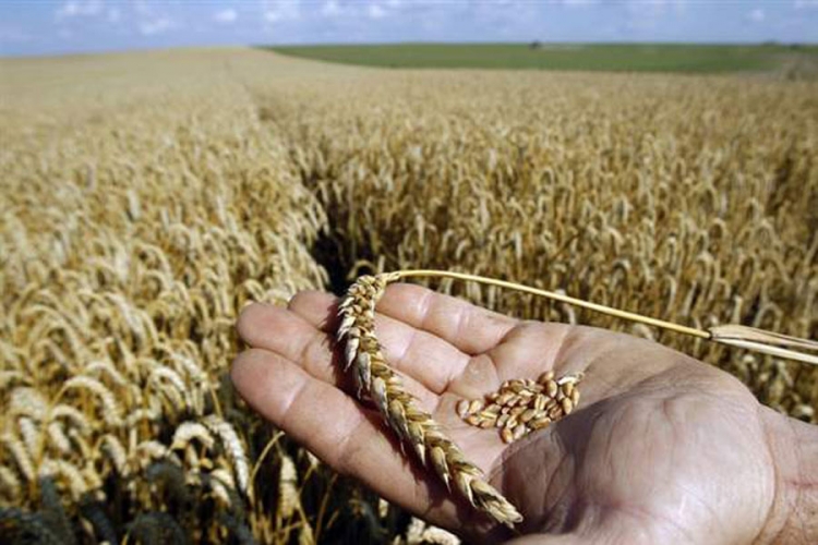 Otkup ukupne domaće količine pšenice