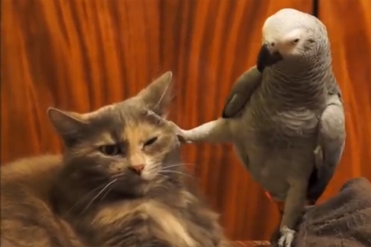 Maca ne reaguje na provokacije (VIDEO)
