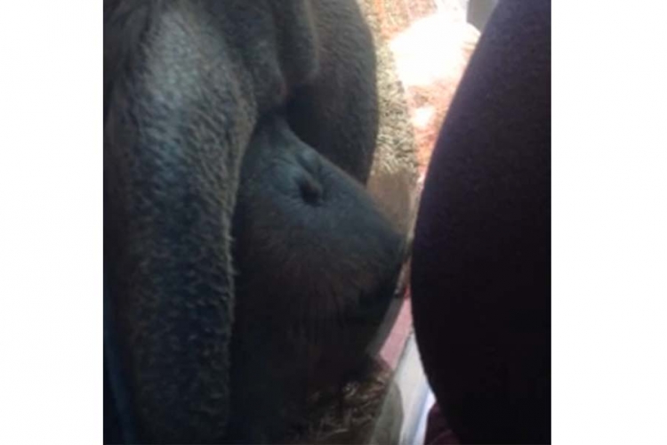 Pogledajte kako je orangutan poljubio stomak trudnici (VIDEO)