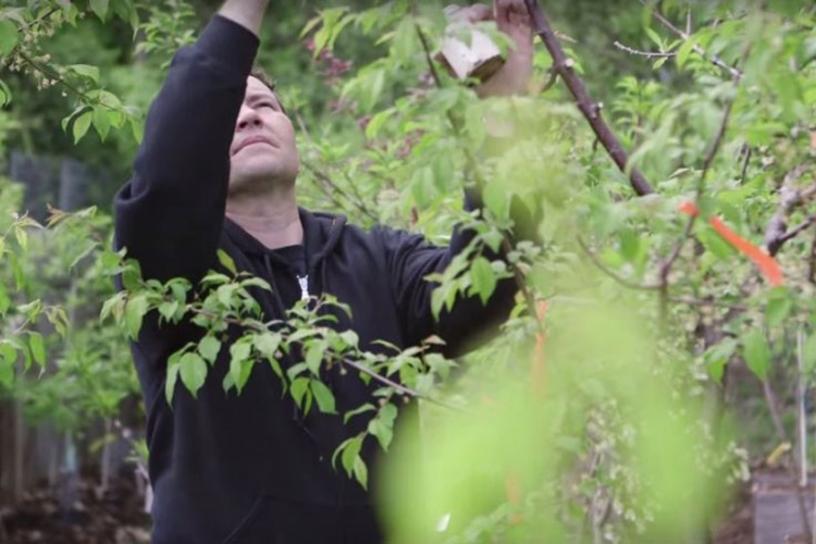 Drvo iz bajke: Hibrid koji rađa 40 vrsti voća (VIDEO)
