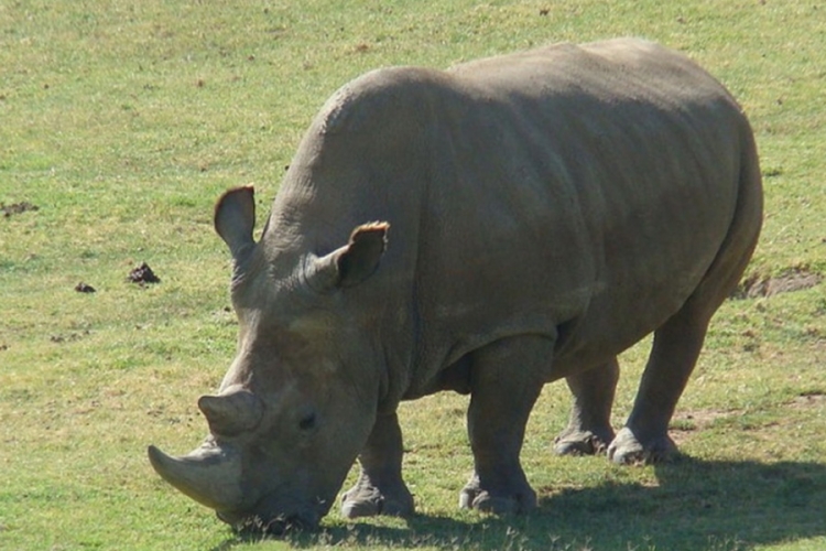 Ubijeno pet slonova, a umro i jedan od posljednjih bijelih nosoroga