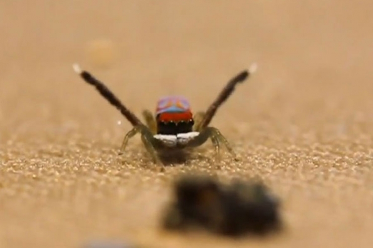 Paun pauk plesom impresionira ženku da bi ostao živ (VIDEO)