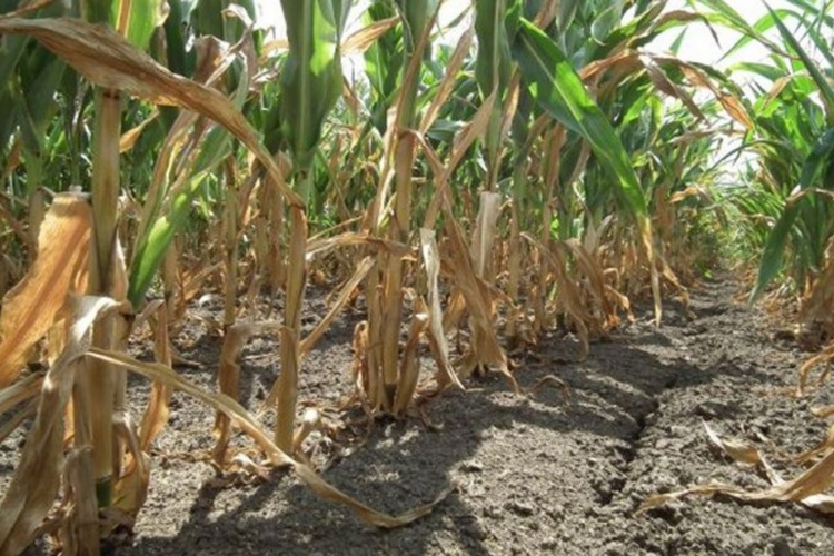 Suša uništila većinu usjeva kukuruza u Semberiji