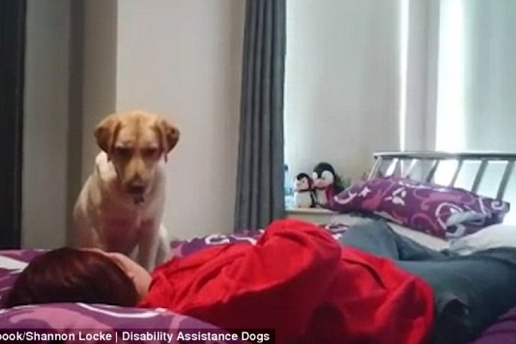 Pas upozorio ženu da će dobiti napad epilepsije (FOTO, VIDEO)