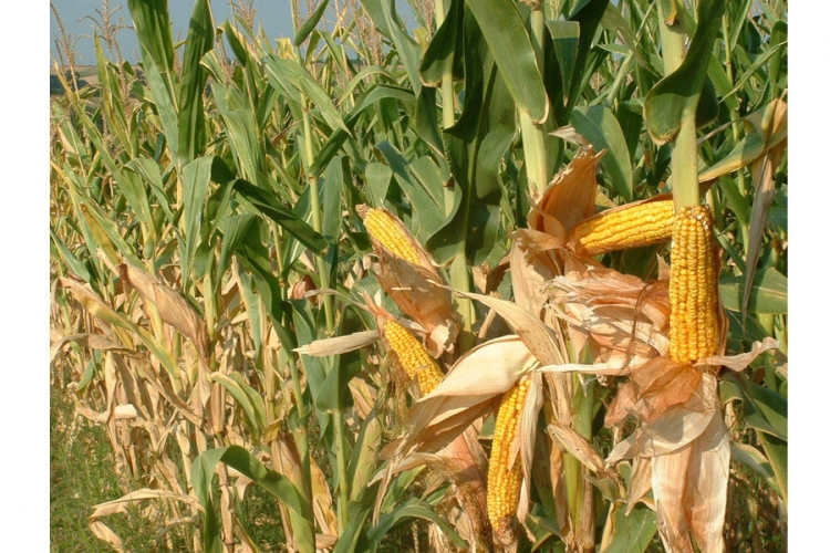 Usorac: Štete od suše u poljoprivredi RS više od 500 miliona KM