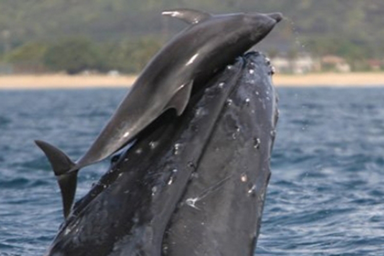 Pametni delfini: Kad se umore prevoze se na kitovima (VIDEO)