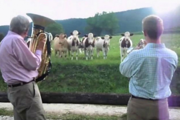 Šta se dogodi kada kravama svirate džez? (VIDEO)