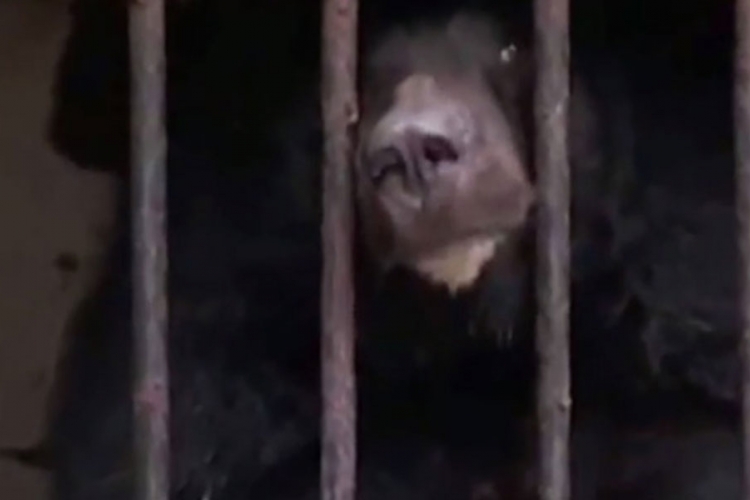 Rusija: Tužna sudbina medvjeda u zoološkom vrtu (VIDEO)