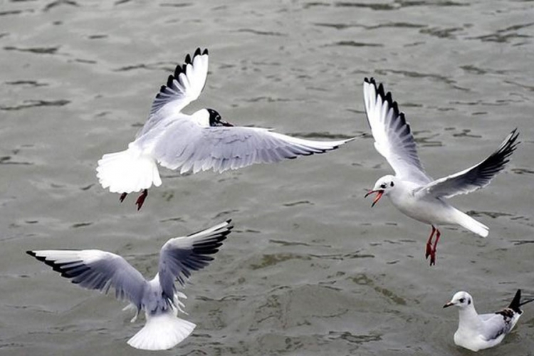 Zagađenje: 90% morskih ptica u ishrani imaju plastične kese (VIDEO)