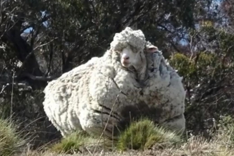 Zalutala ovca Kris: Prvo šišanje 40 kg vune (FOTO)