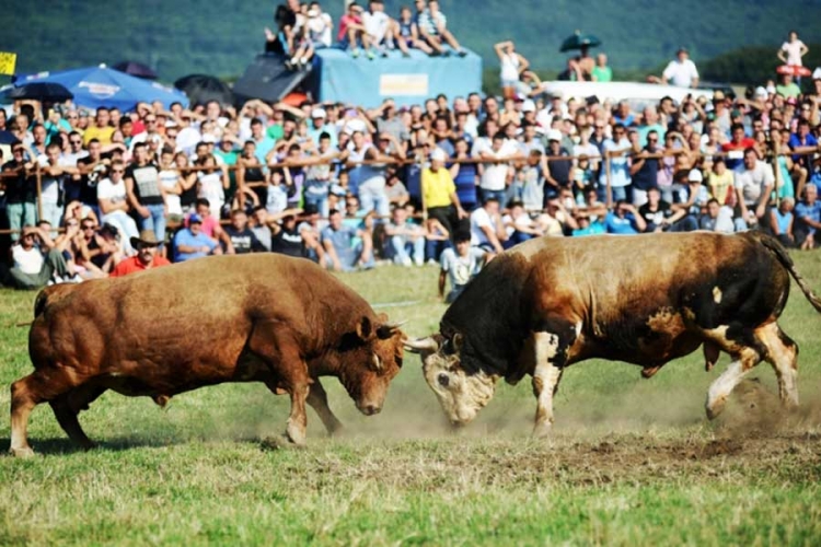 Bivši ministar Lijanović za dva bika s koride dao 650.000 KM