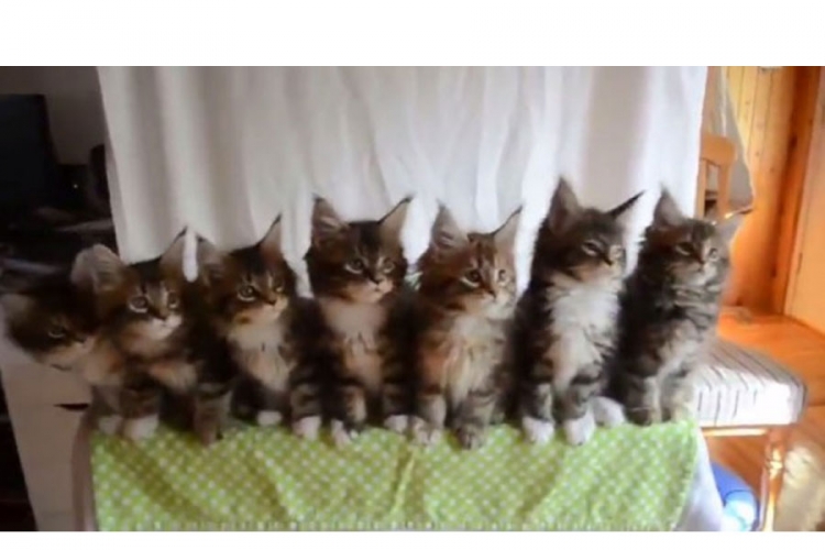 Za dobro jutro: Pogledajte kako ovi mačići đuskaju (VIDEO)