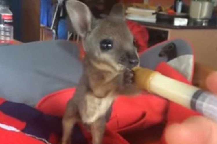 Pogledajte kako jedva preživjela beba kengur jede svoj obrok (VIDEO)