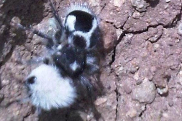 Upoznajte opasne panda mrave koji zapravo i nisu mravi (VIDEO)