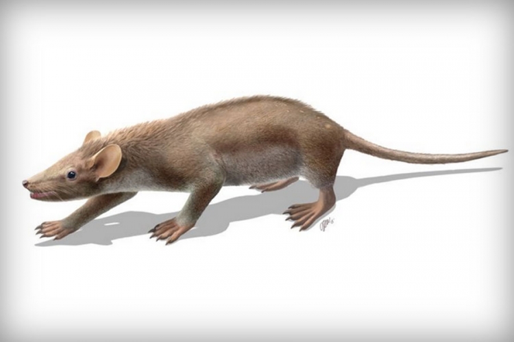 U Španiji otkriven fosil ježa-pacova iz mezozoika