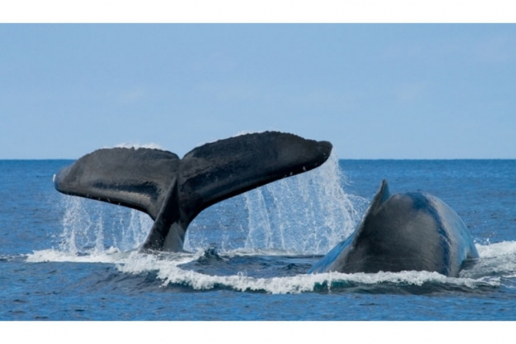 Vlada Brčko distrikta podržala zaštitu kitova