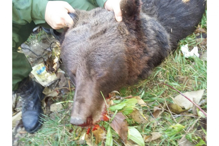 Ubijen medvjed u Banjaluci (FOTO)