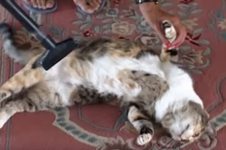 Pogledajte životinje koje obožavaju usisivač (VIDEO)