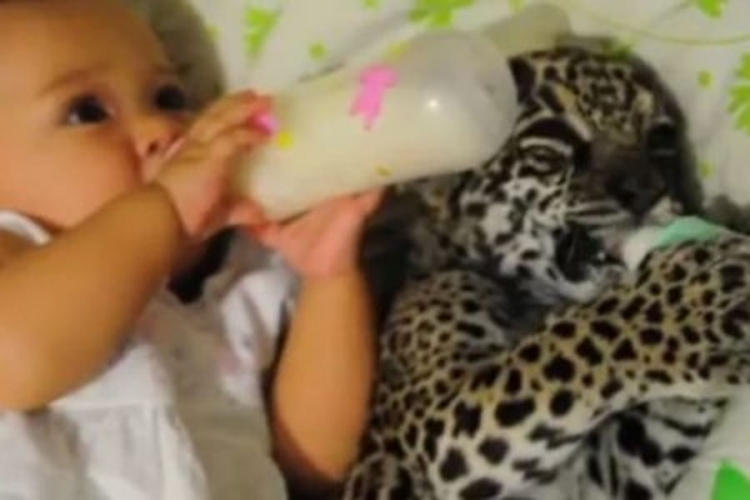 Preslatka devojčica i mladunče leoparda zajedno piju mlijeko (VIDEO)
