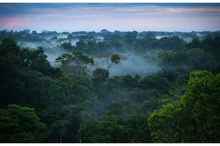 Izumiranje prijeti polovini svih vrsta drveća u Amazoniji