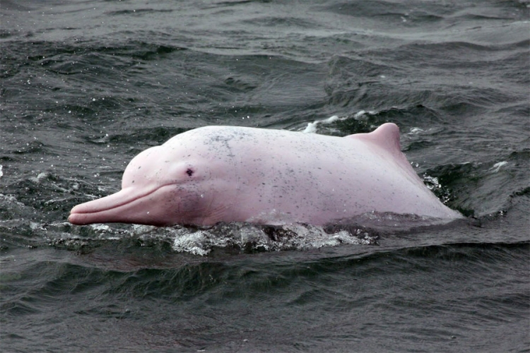 Rozi delfin, maskota Hong Konga, mogao bi izumrijeti (FOTO)