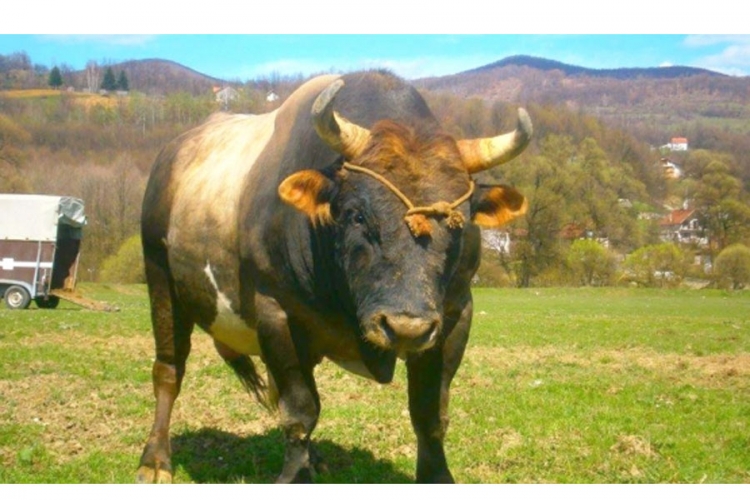 Bugojanski uzgajivači bikova za borbe: Čadonja, Ris i Garči ponos koride