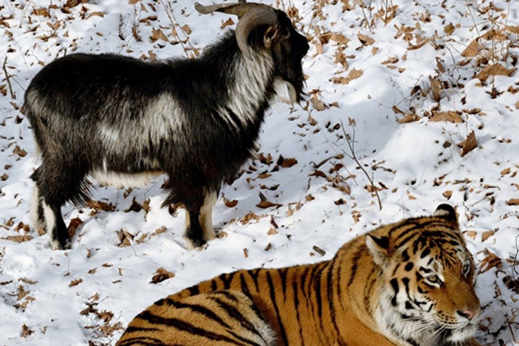 "Pukla" ljubav između jarca Timura i tigra Amura