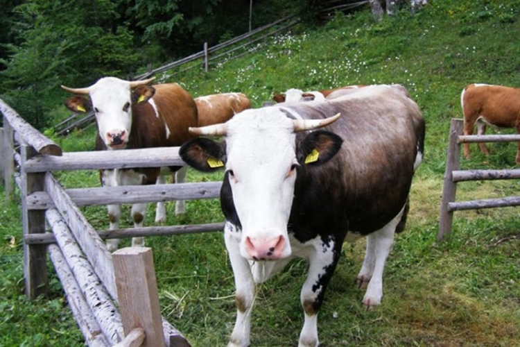 Makedonija zabranila uvoz goveda iz BiH zbog virusa plavog jezika