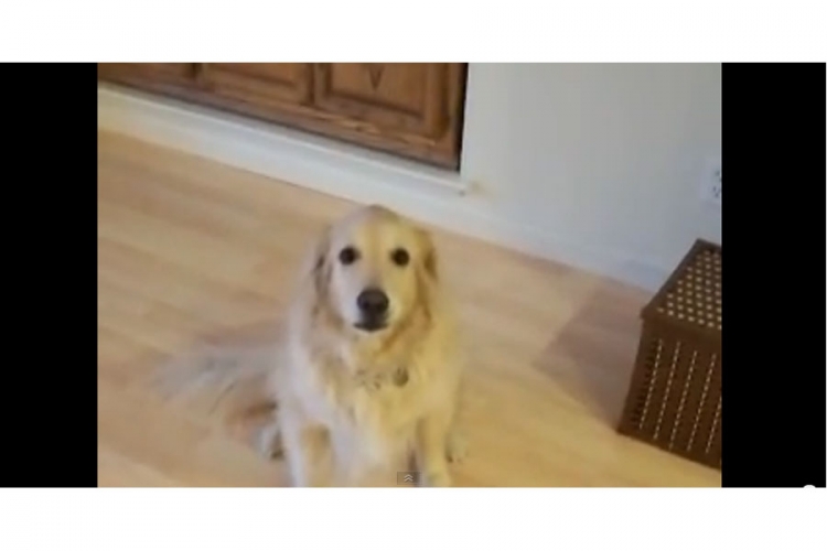 Pogledajte kako pas sprema sobu (VIDEO)