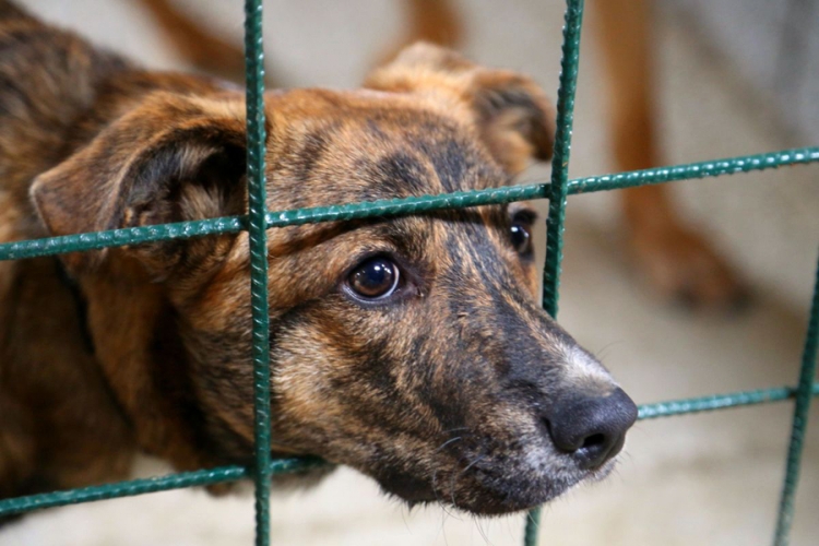 Banjaluka: Novi azil za pse u Motikama će dobiti tek ogradu
