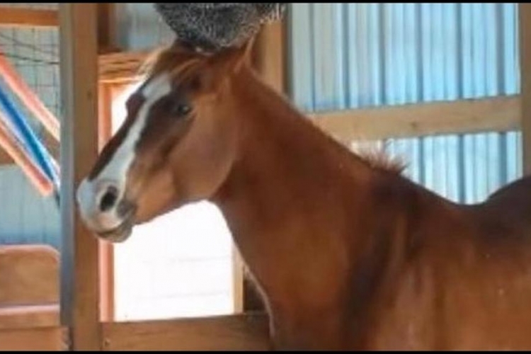 Pogledajte kokoš koja je luda za konjima (VIDEO)