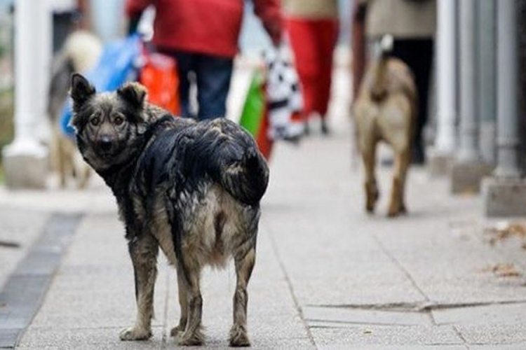 U Bijeljini truju pse, građani zabrinuti