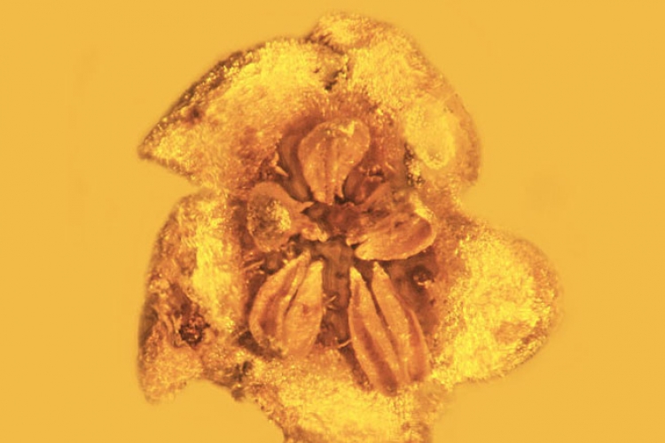 Fosilizovani cvijet star 15 miliona godina zarobljen u ćilibaru