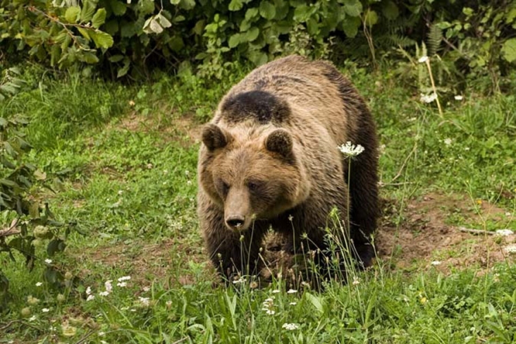 Cazin: Medvjed luta naseljima