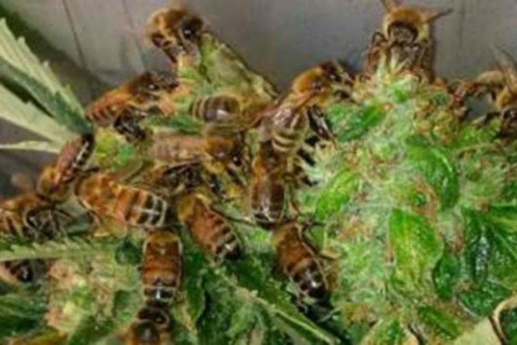 Zašto pčele prave med