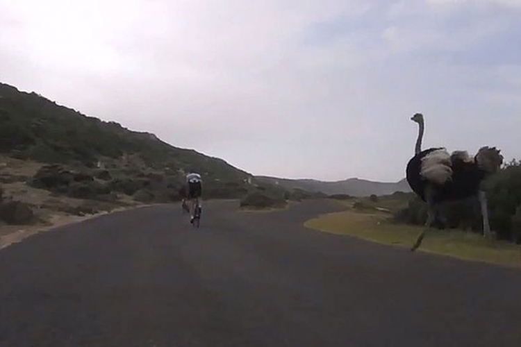 Pogledajte kako izgleda kada noj juri bicikliste (VIDEO)