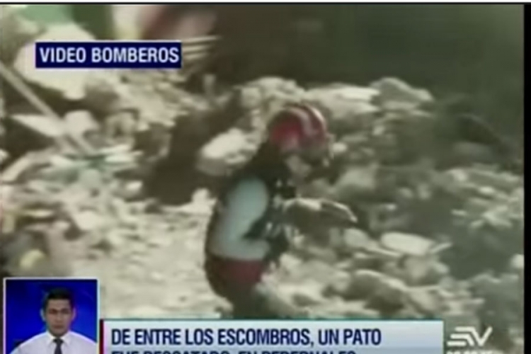 Ekvador: Patka preživjela pet dana pod ruševinama (VIDEO)