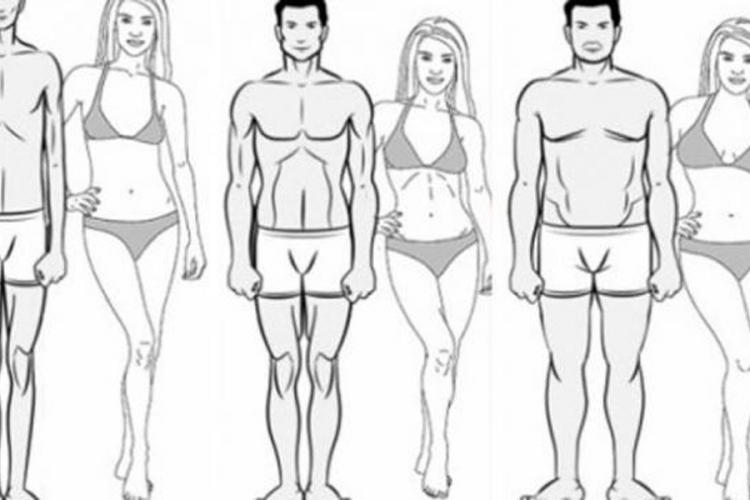Svi tipovi ljudskog tijela se mogu podijeliti u tri grupe