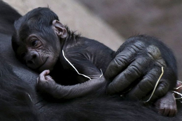 Neočekivano rođenje gorile u praškom zoovrtu