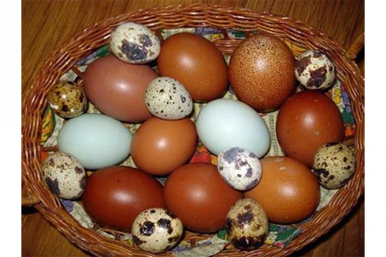 Koke u Prijedoru nose obojena jaja