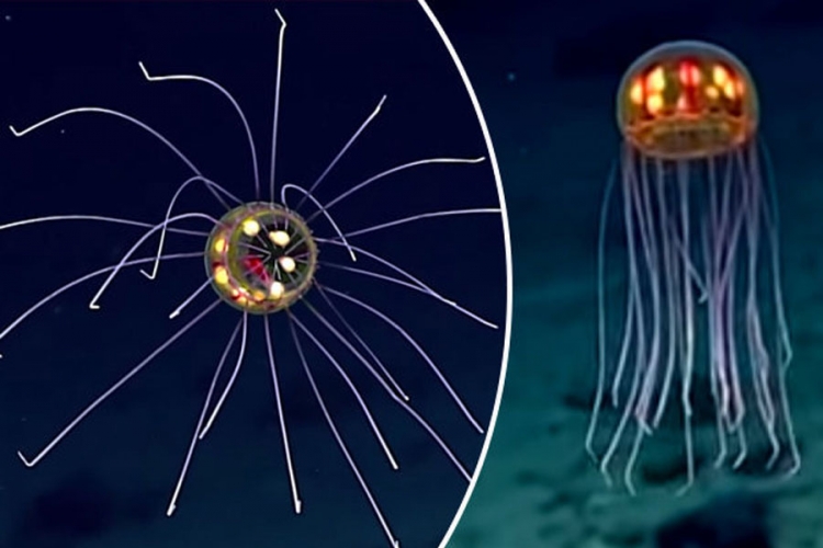 Naučnici otkrli čudno morsko stvorenje i nazvali ga Microsoft Paint