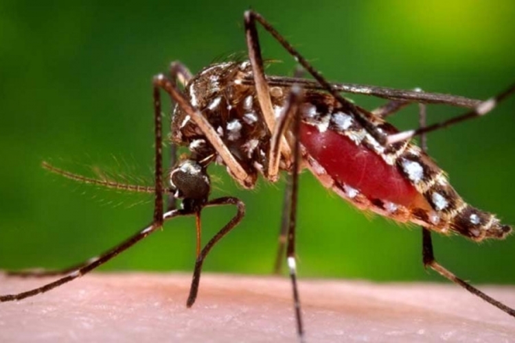 Tigrasti komarac pronađen u pet gradova Srpske