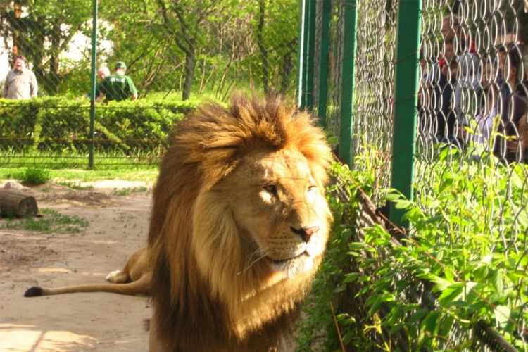 Ubili dva lava u zoološkom vrtu da se spasili samoubicu