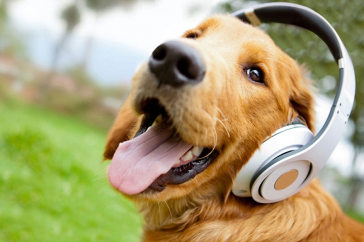Psi više vole da slušaju Bijonse nego Mocarta i Betovena