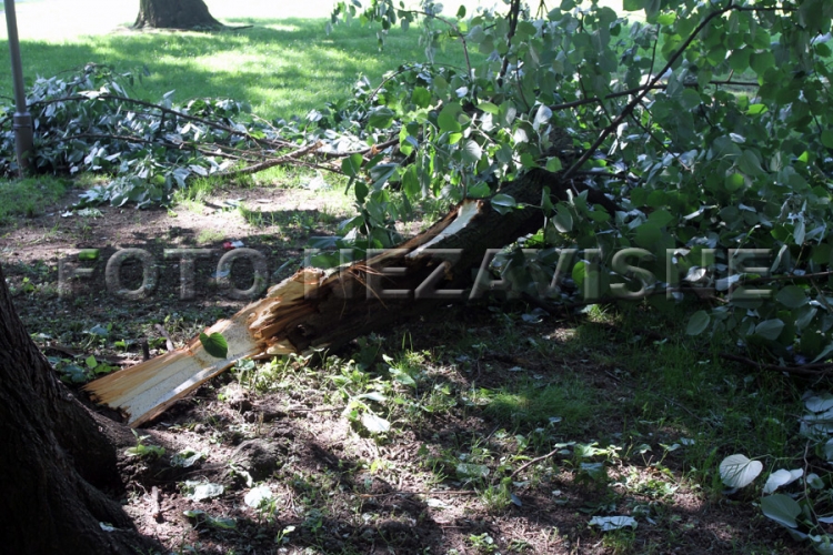 Odlomila se grana u parku "Mladen Stojanović"