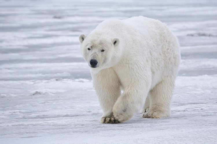Polarnim medvjedima će doći glave jedan predator, ali to nije čovek