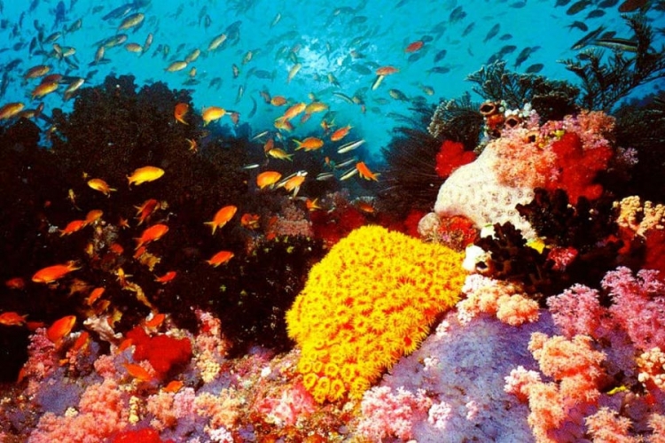 Uginula trećina korala na Velikom grebenu